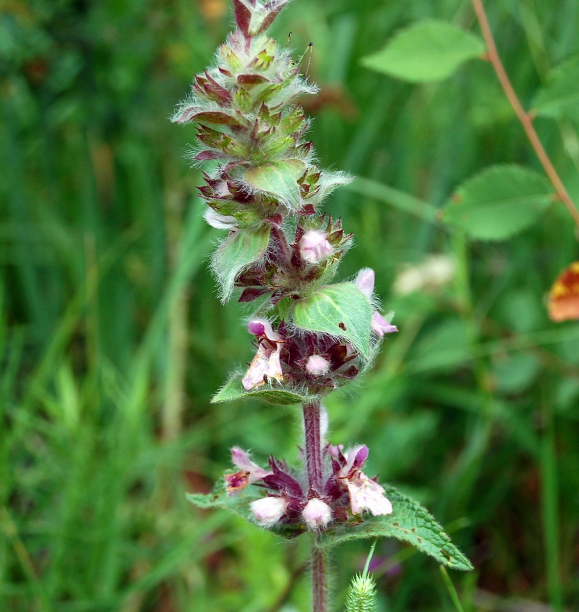 Genere Stachys (Stregonie)